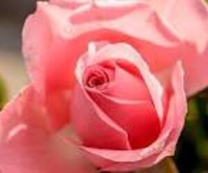 FLOR