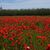 Judit_lopez@msn.com 