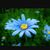 Blue Flower 