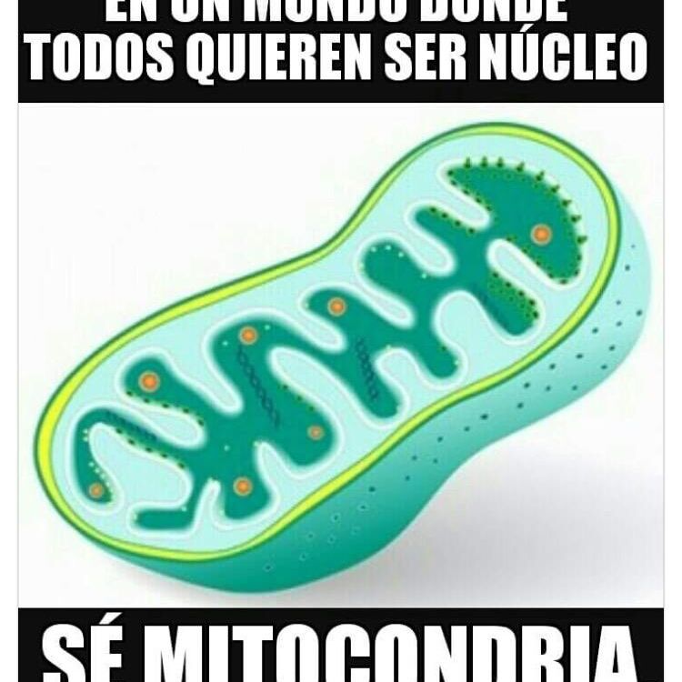 Pepa 