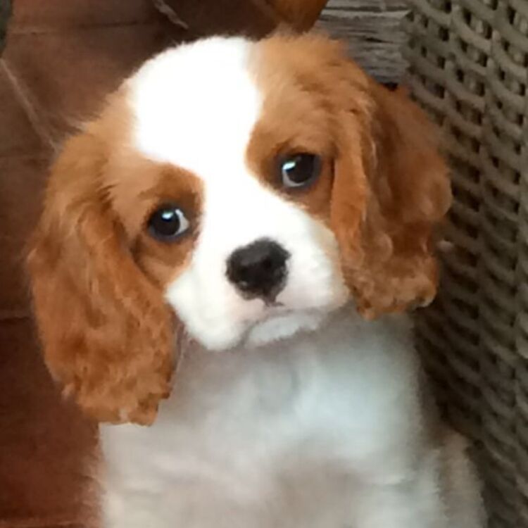 Isabel 