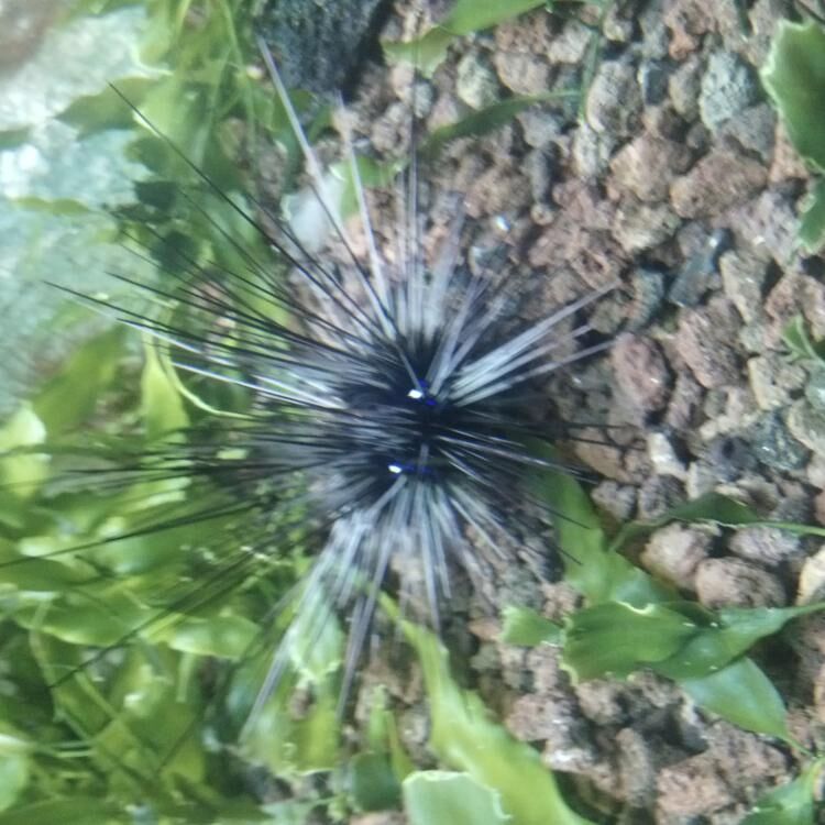 Audhrina    