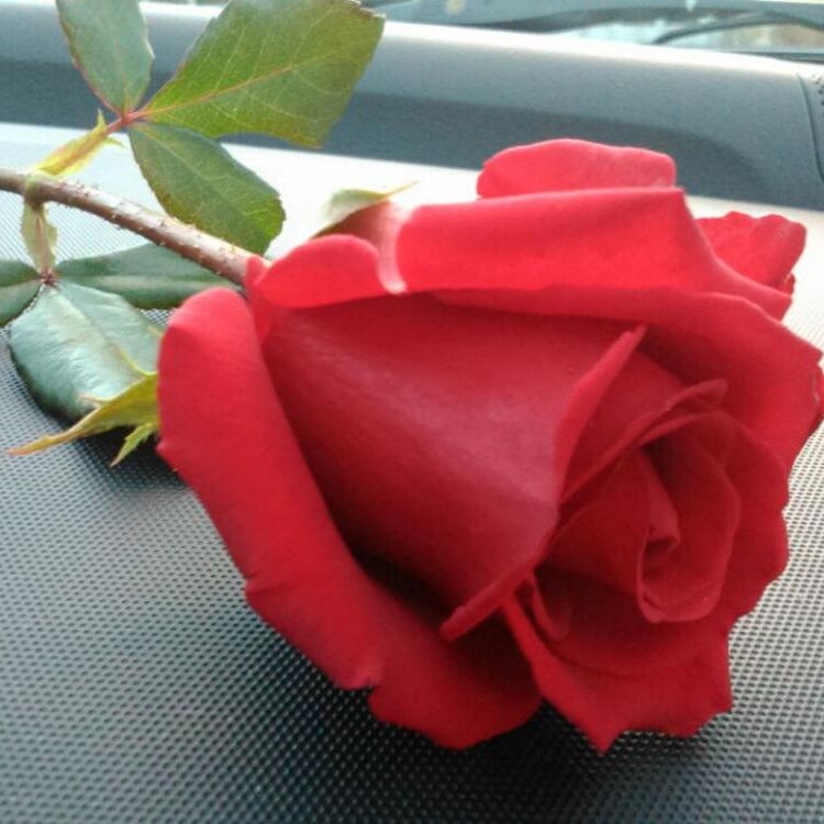 Rosa 