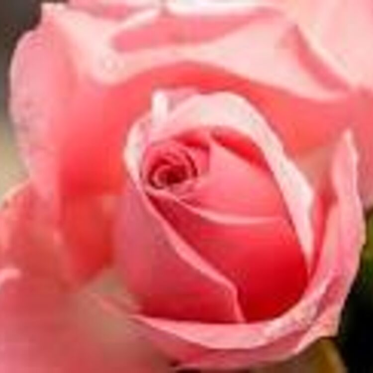 FLOR 