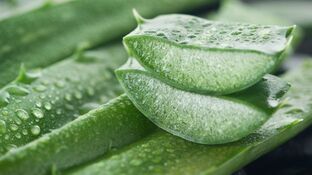 Las increí­bles propiedades curativas del Aloe Vera