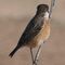 Ver y fotografiar aves