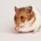 Hamsters espaÃ±a
